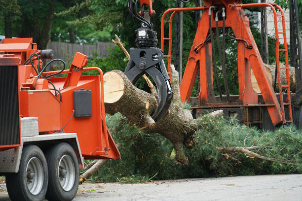 Selma, AL Tree Services Company